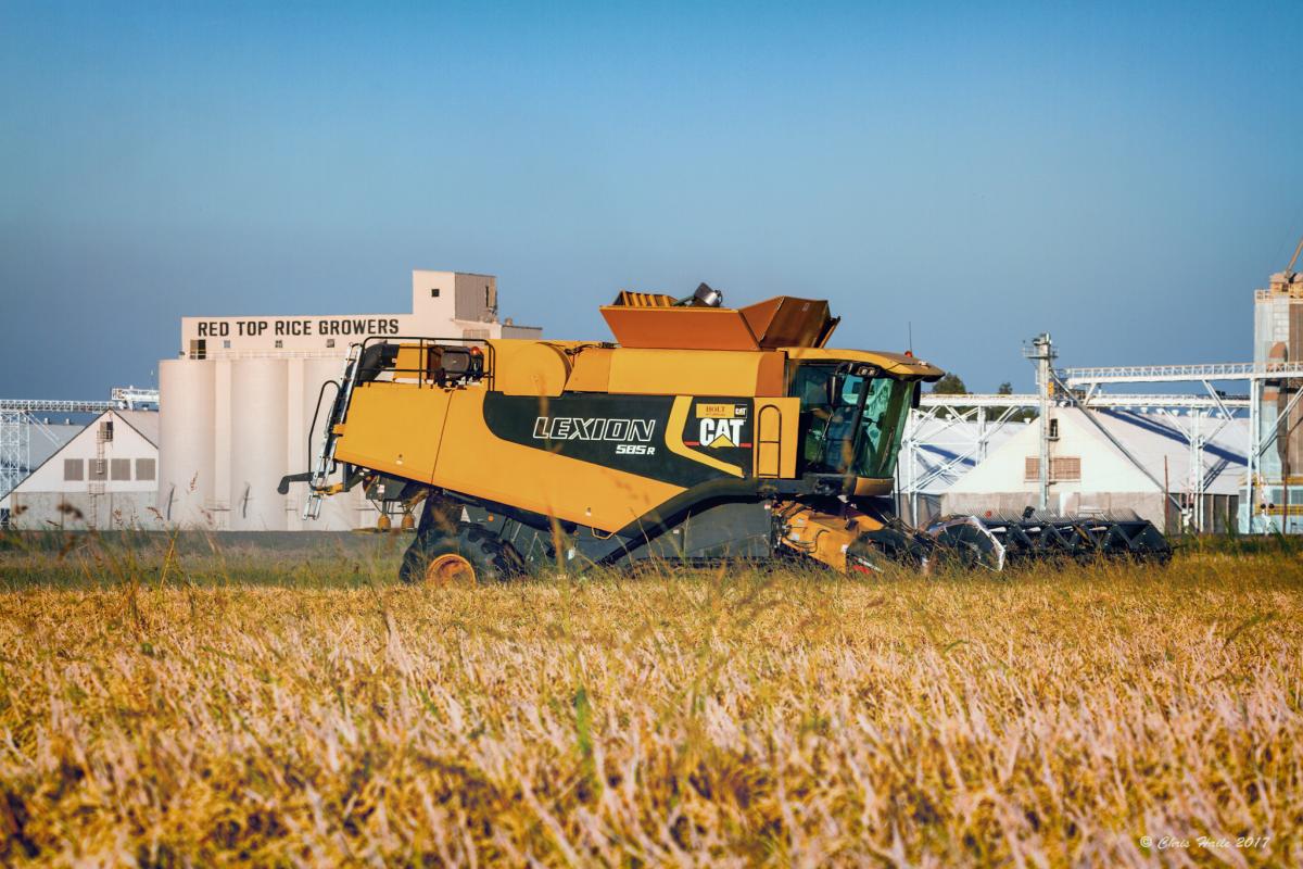 Rice harvest 2017