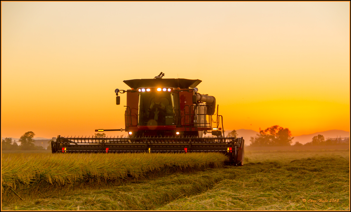 Rice Harvest 2015