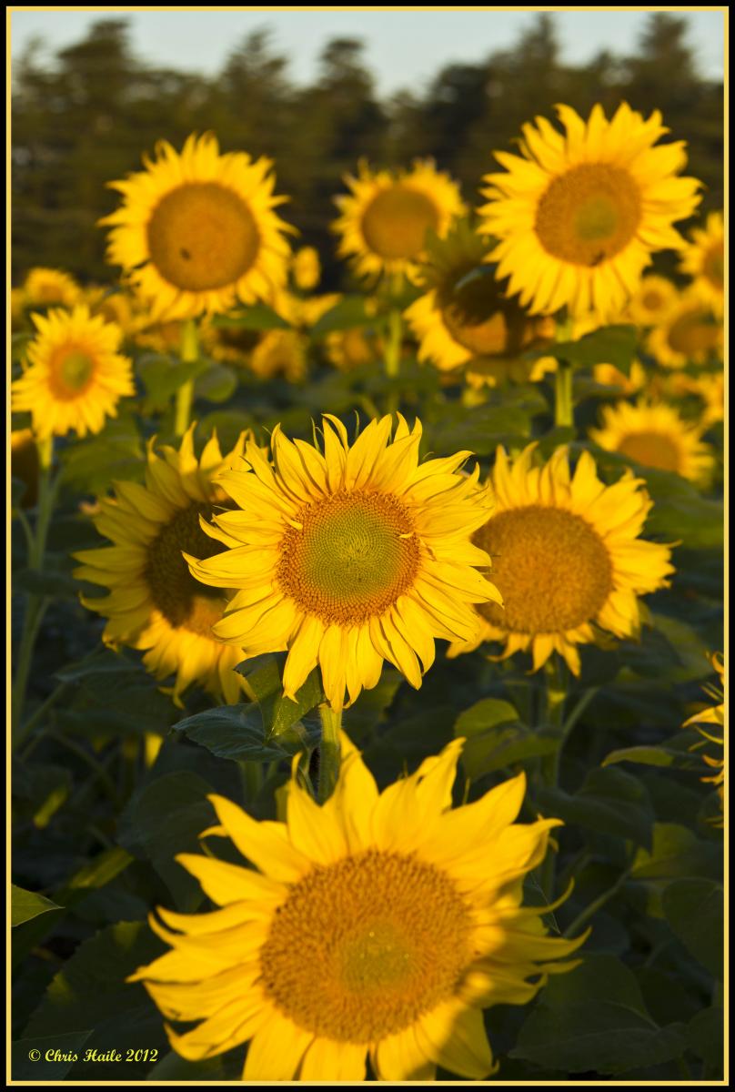 Sunflowers