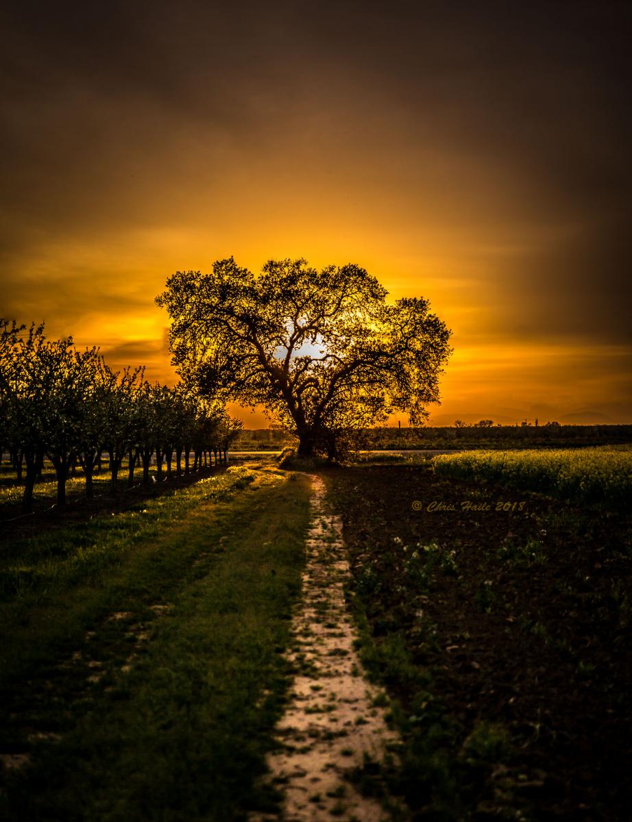 Sunset Oak..After the storm....